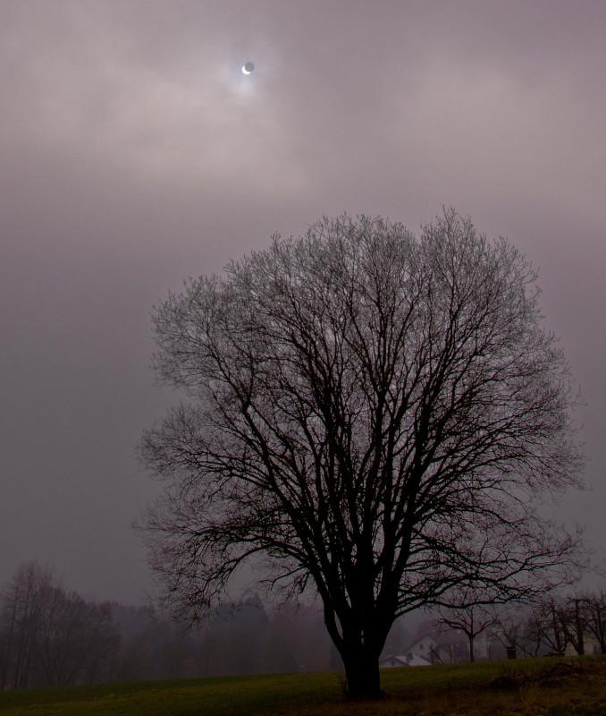 IMGP6894_20_03_15_Sonnenfinsternis_Baum.jpg