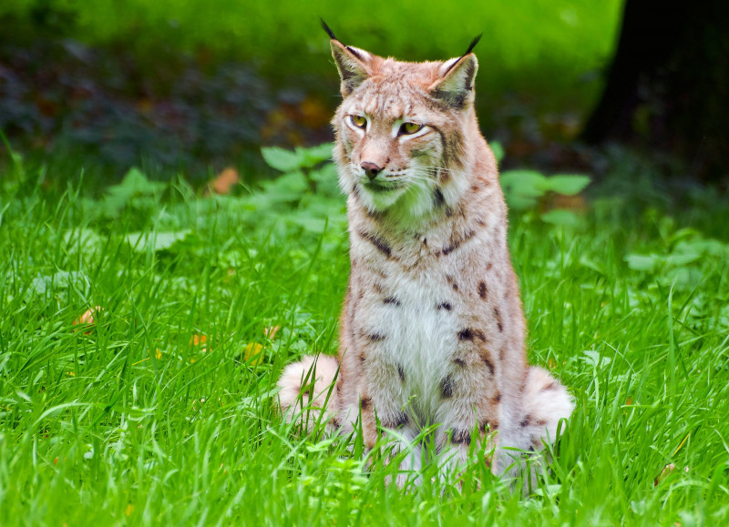 IMGP0593_Luchs_FT.jpg