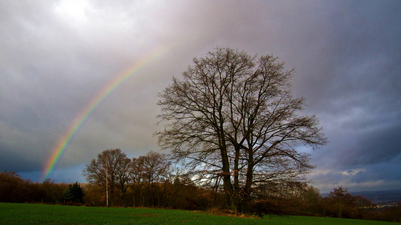 IMGP8837_Baum_Regenb_FT.jpg