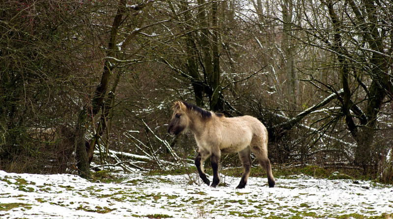 IMGP7992_Konik_Pferd_FT.jpg