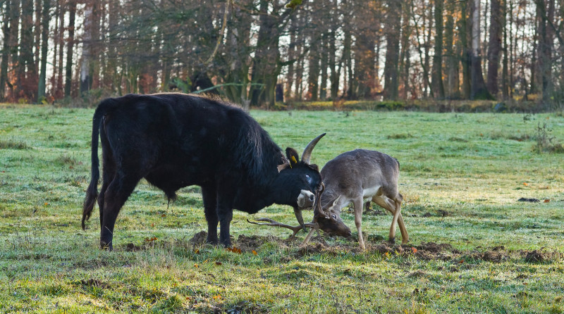 IMGP7891_Taurusstier_Hirsch_19_12_20_FT.jpg