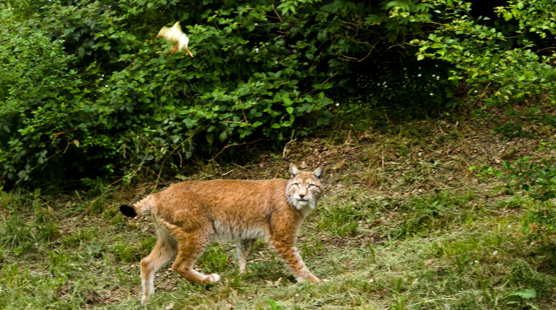 IMGP2013_Luchs_21_09_15_FT.jpg