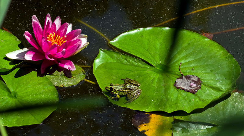 IMGP6359_Frosch_Seerose.jpg