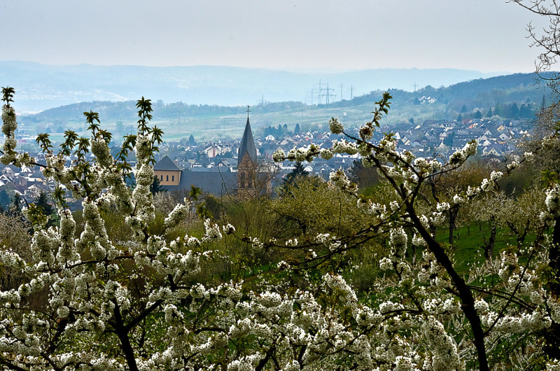 IMGP9398_Kirschblüte_Mühlheim_Kär.FT.jpg