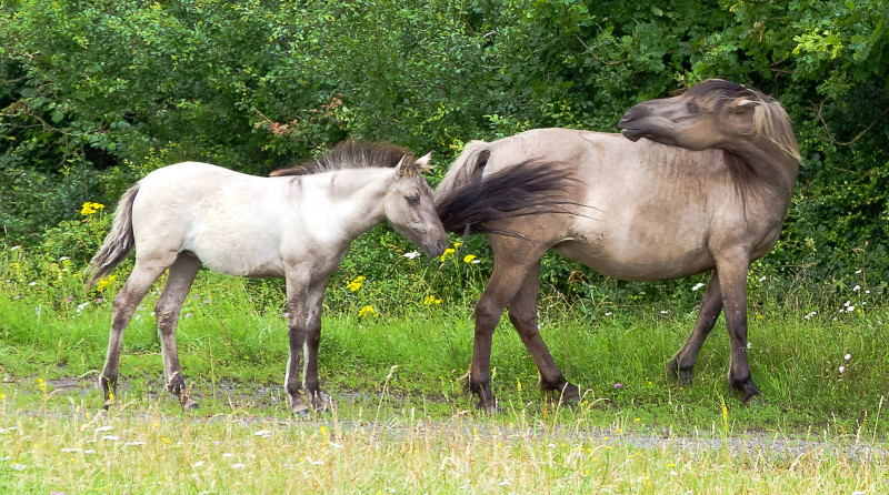 IMGP0508_Konikstute_Fohlen_FT.jpg