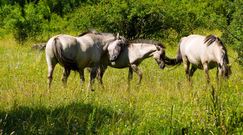 IMGP0793_Konik_Stute_Fohlen_FT.jpg