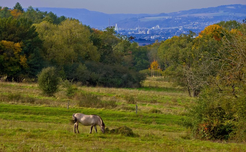 IMGP2462_FT_Schmidtenhöhe.jpg