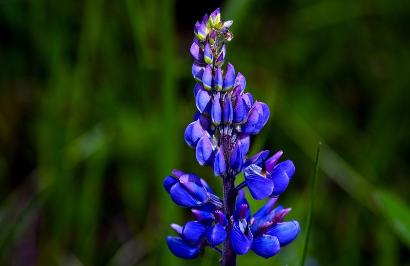 IMGP4517_FT_Lupine.jpg