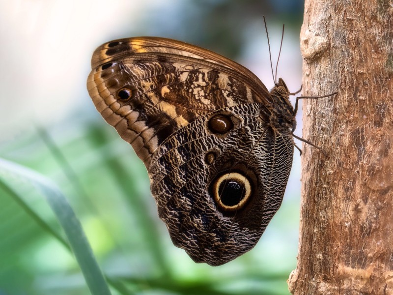 Schmetterling