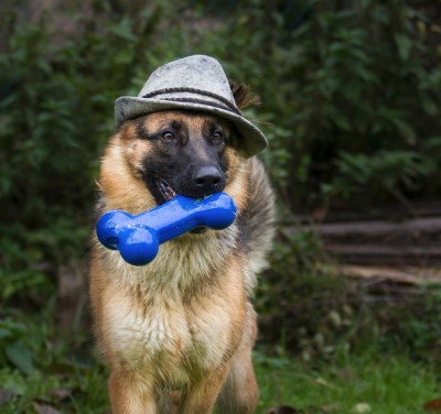 Deutscher Schäferhund :-))