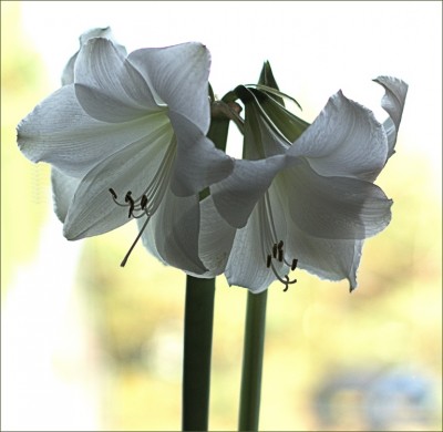 Amaryllis im Gegenlicht am Fenster (2).jpg